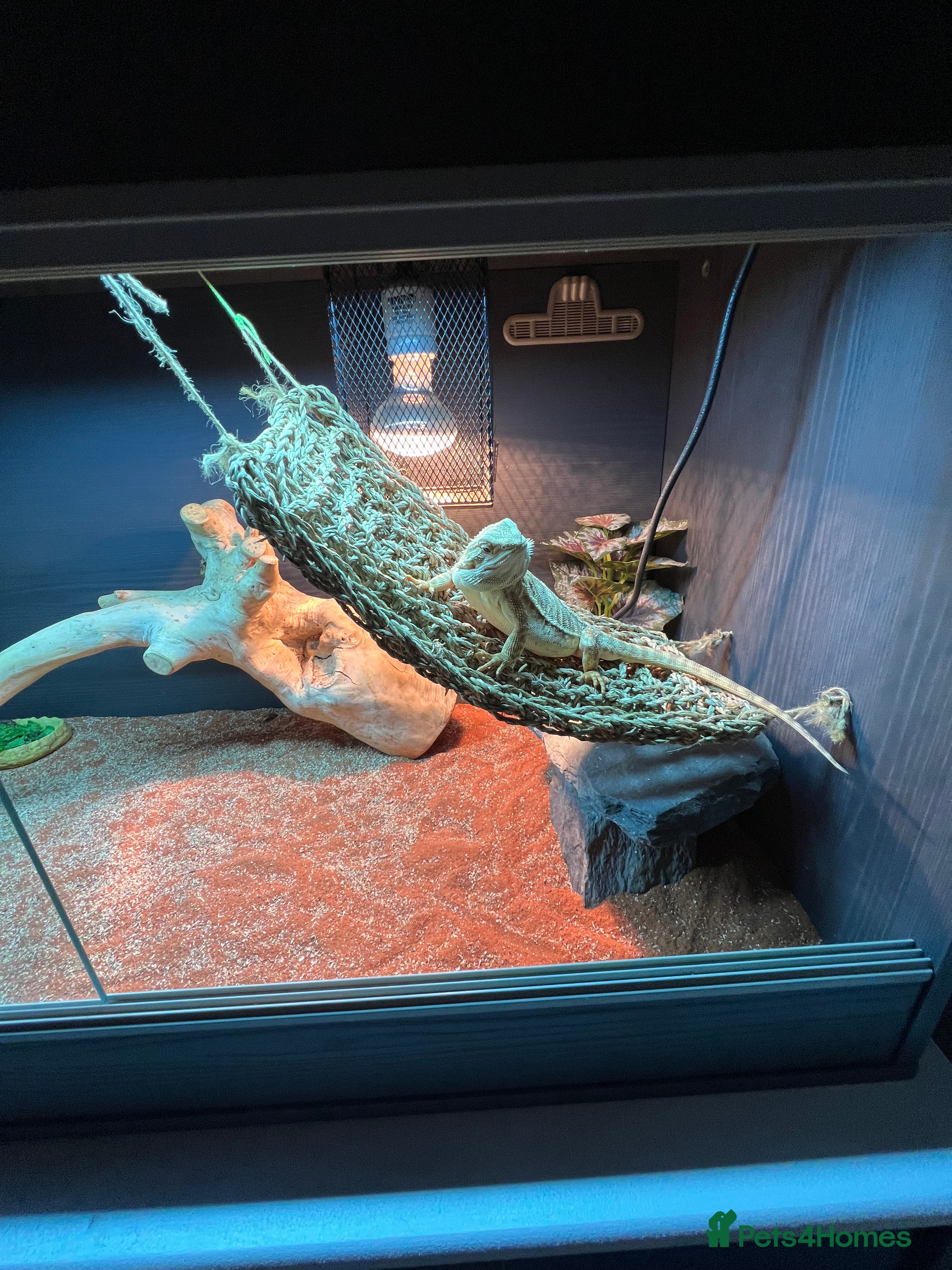 Dragon reptiles Leather back bearded dragon  - Advert 9