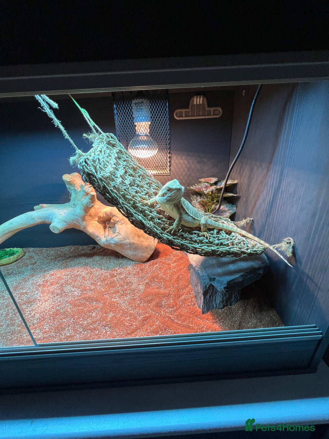 Dragon reptiles for sale: Leather back bearded dragon  - Advert 1
