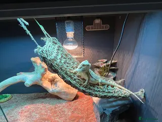 Dragon reptiles Leather back bearded dragon - Advert 21