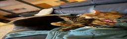 Bengal cats for sale: Beautiful Bengal kittens - only 2 left!  - Advert 5