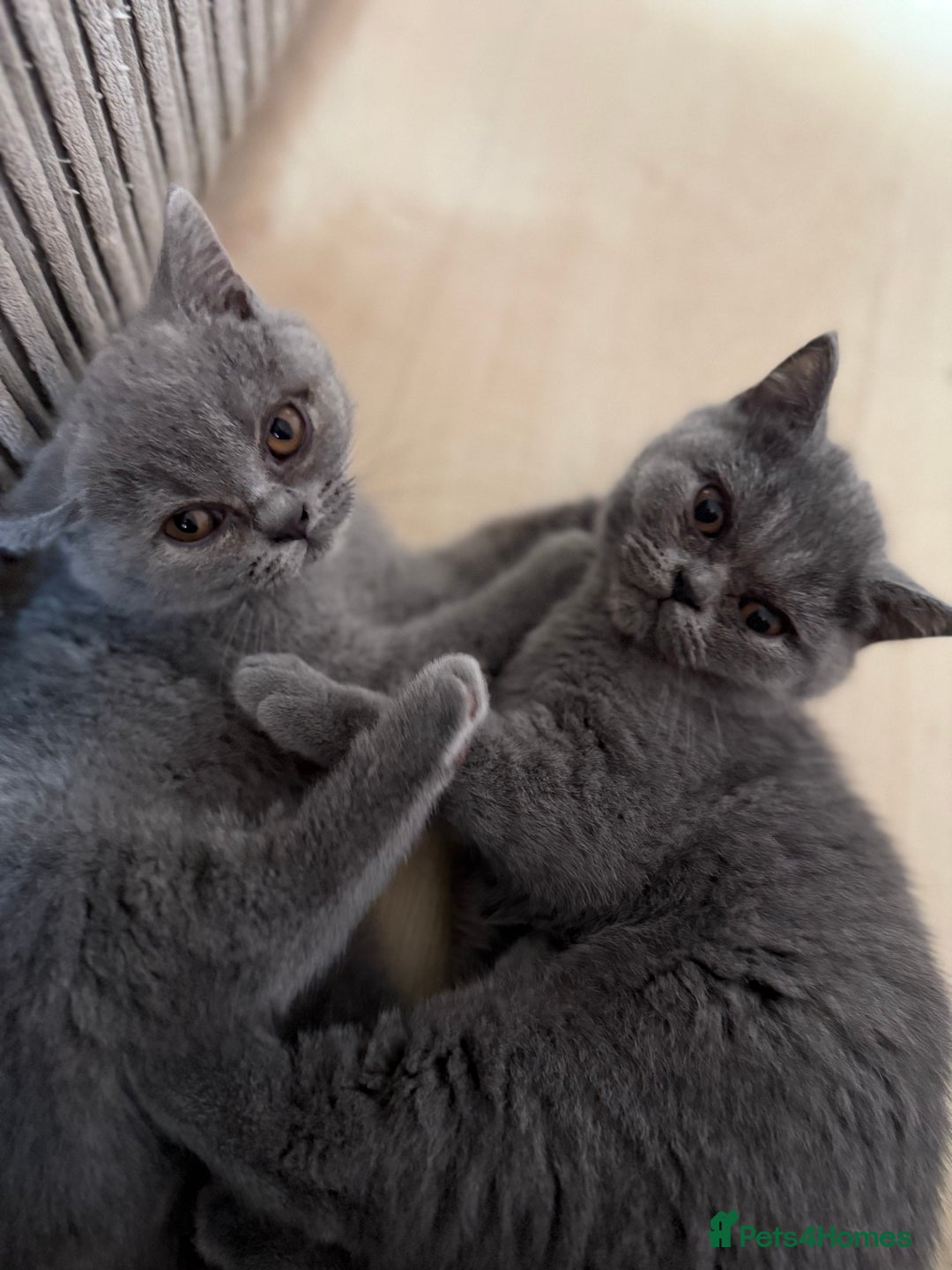 British Shorthair cats for sale: BSH READY TO GO!  in Gloucester - Image 15