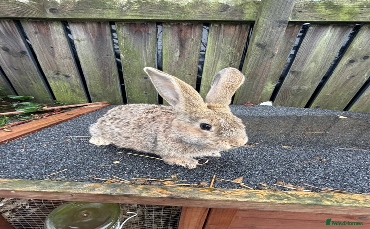 Mixed Breed rabbits - Advert 5