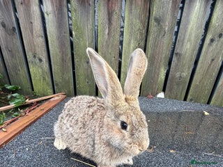 Mixed Breed rabbits Mixed breeds rabbits 9 to 14 weeks 3 left - Advert 7
