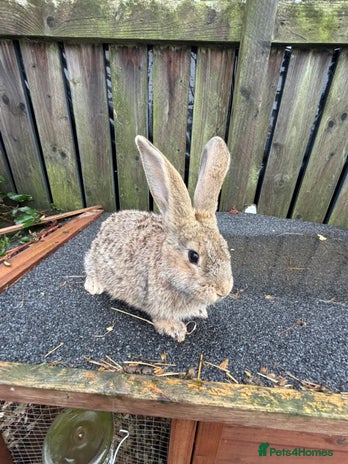 Mixed Breed rabbits Mixed breeds rabbits 9 to 14 weeks 3 left - Advert 7
