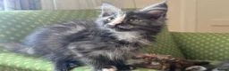 Maine Coon cats for sale: Maine Coon active kittens - Advert 12