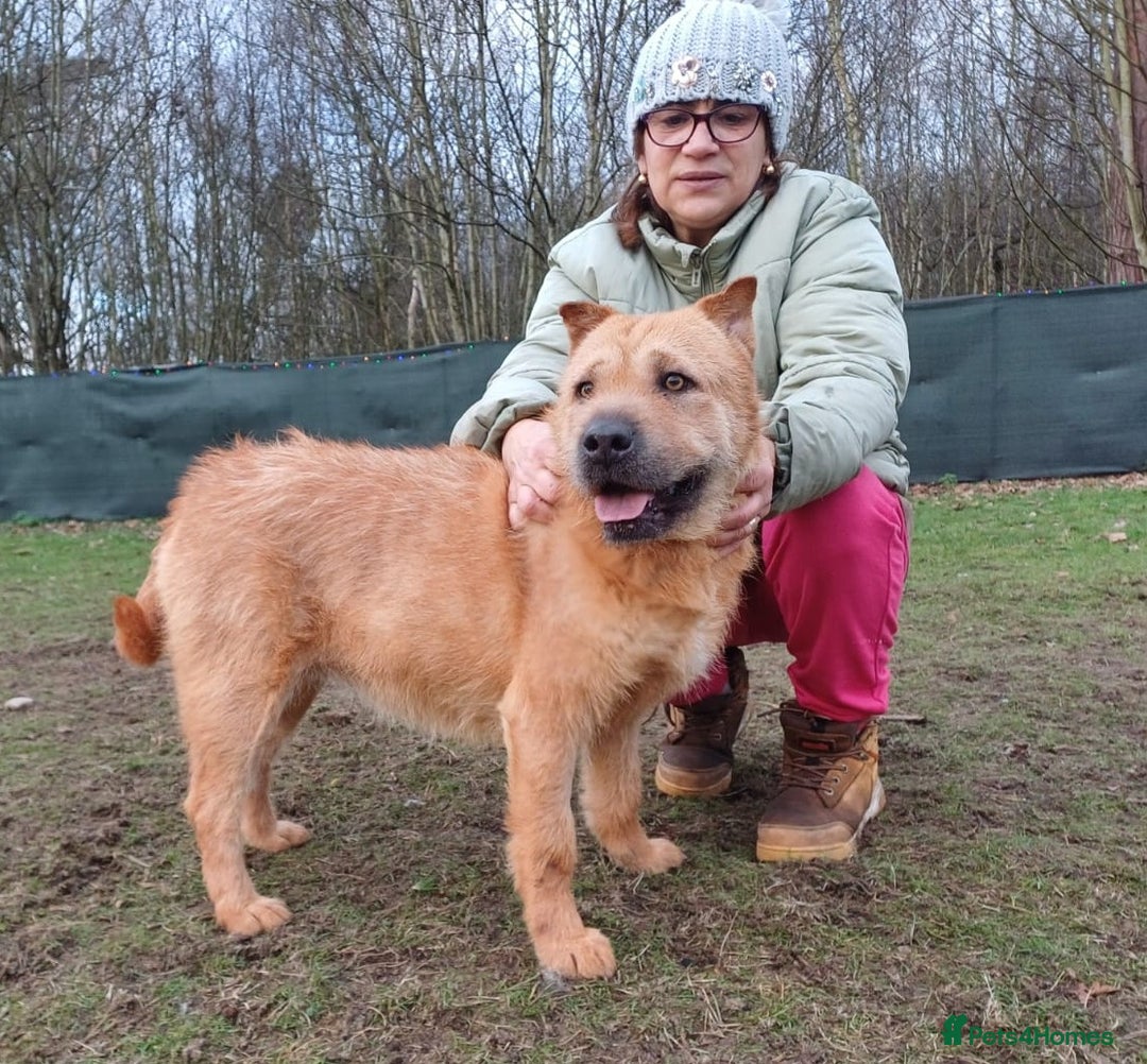 Mixed Breed dogs for adoption: 🐾 Meet IZZY 🐾 💛 A loyal heart & love to give 💛 - Advert 23