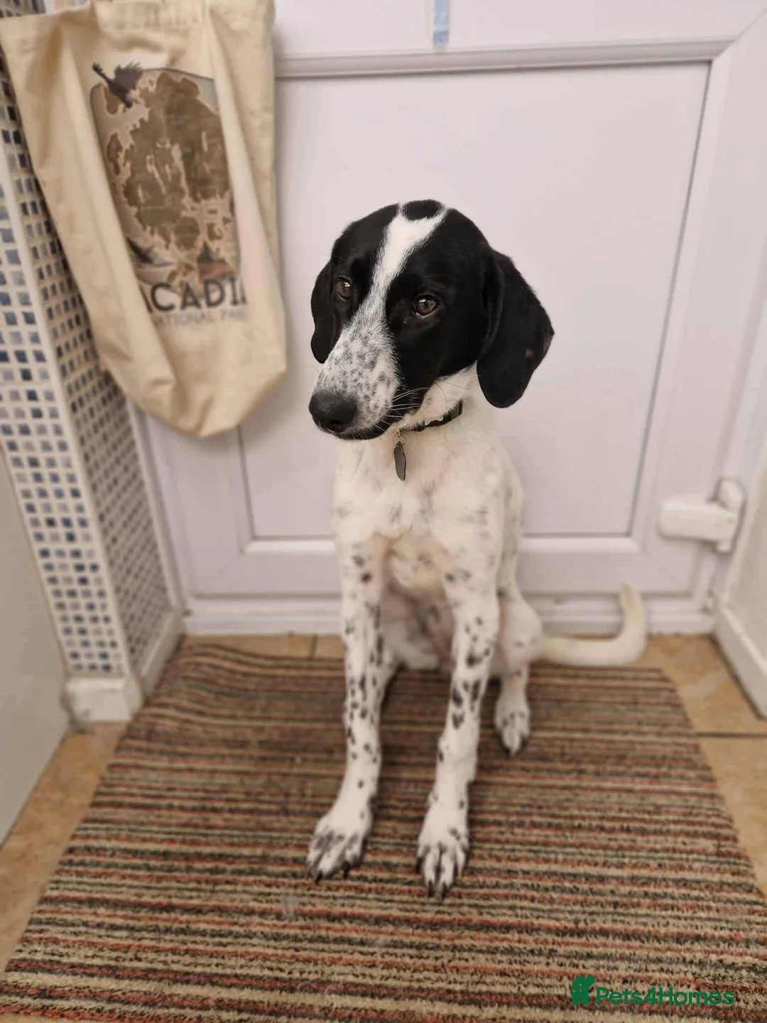 Mixed Breed dogs for adoption: Meet Annabel, currently residing in Hertfordshire  - Advert 2