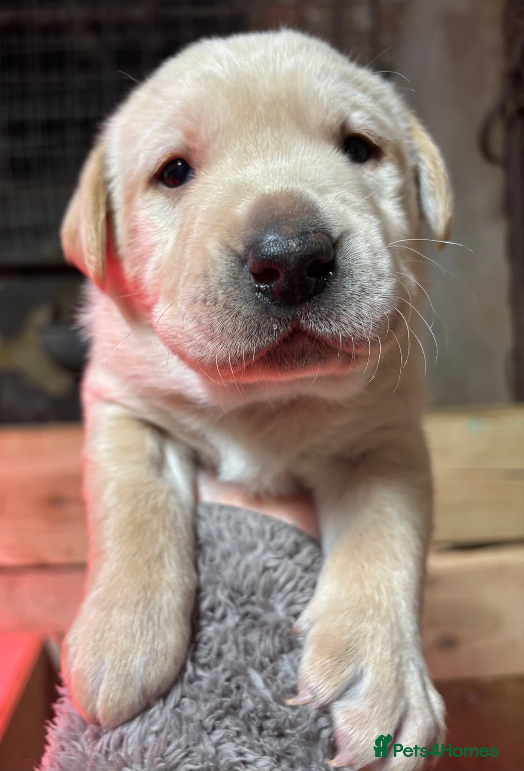Labrador Retriever dogs for sale: Beautiful health tested Labrador puppies  - Advert 3