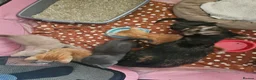 Mixed Breed cats for sale: Kittens for sale in Chesterfield - Advert 2