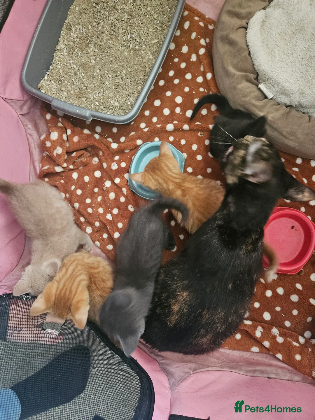 Mixed Breed cats for sale: Kittens for sale in Chesterfield - Advert 2