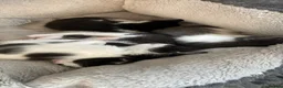 Mixed Breed cats for sale: 4 kittens for sale  in Alfreton - Advert 2