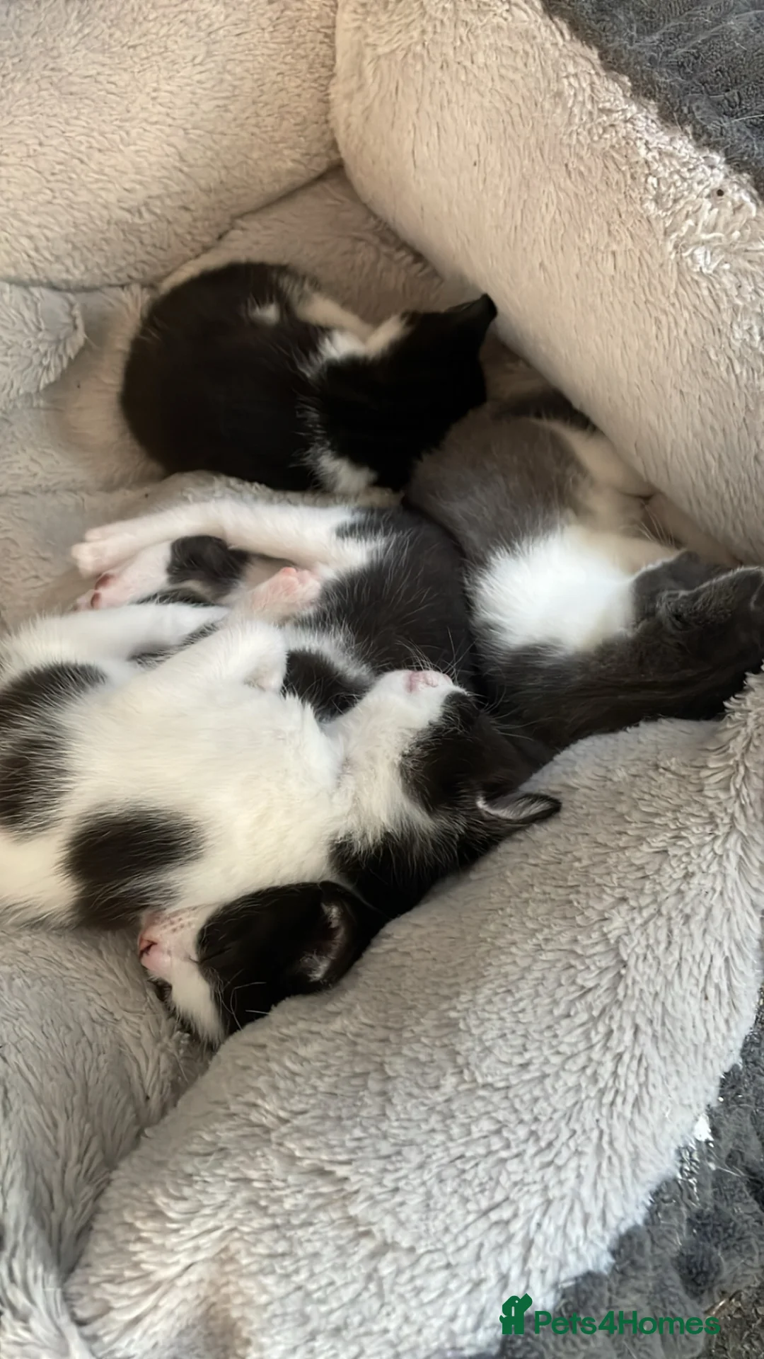Mixed Breed cats for sale: 4 kittens for sale  in Alfreton - Advert 2