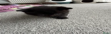 British Shorthair Kitten 2