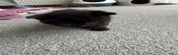 British Shorthair cats for sale: We have 4 little kittens looking for a new home - Advert 10