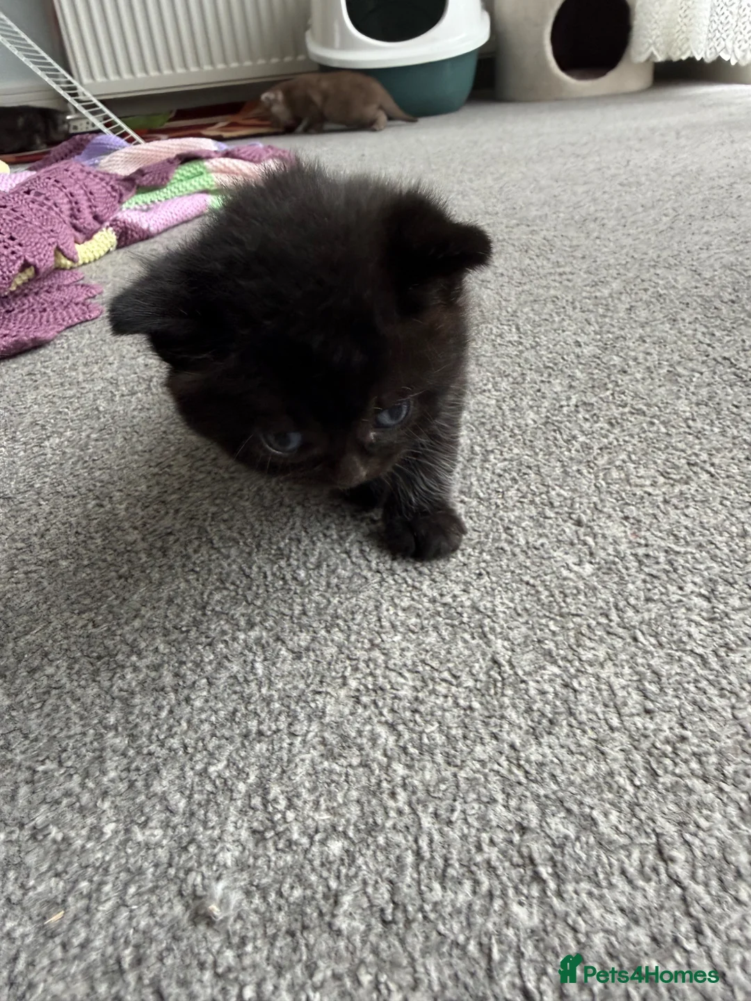 British Shorthair cats for sale: We have 4 little kittens looking for a new home - Advert 10
