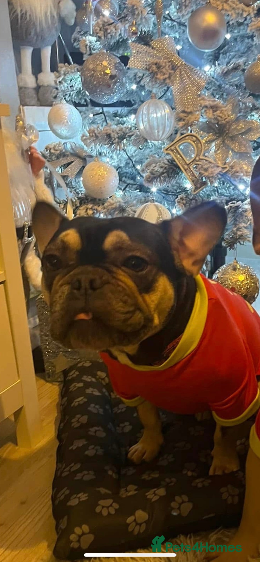 French Bulldog dogs for sale: Male French Bulldog  - Image 1