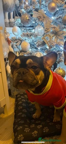French Bulldog dogs - Advert 7