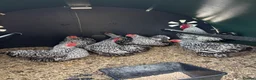 Chickens poultry for sale: Bantam Wyandotte hens - Advert 6