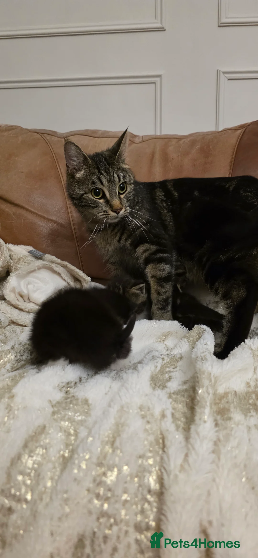 Maine Coon cats for sale: 7 Beautiful Maine Coon x Kittens - Advert 14