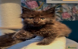 Maine Coon cats for sale: Chunky Russian Mainecoon cubs  - Image 15