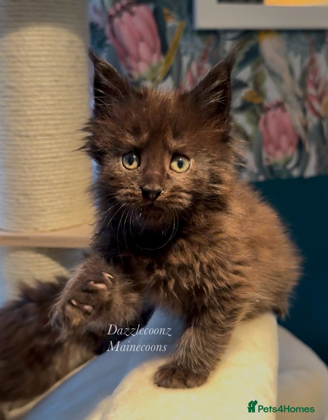 Maine Coon cats for sale: Chunky Russian Mainecoon cubs  - Image 15