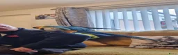 Parrots birds for sale: Blue gold macaw  in Enniskillen - Advert 1