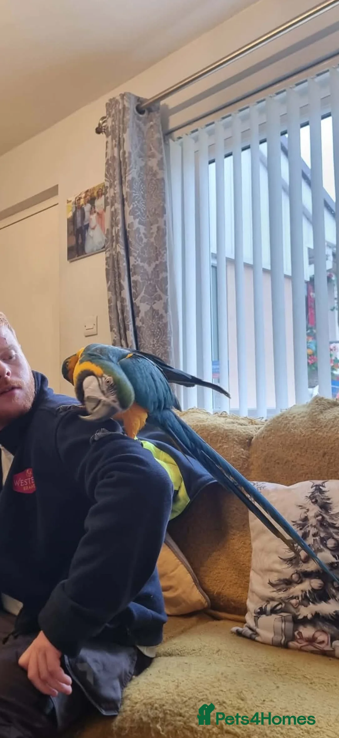Parrots birds for sale: Blue gold macaw  in Enniskillen - Advert 1