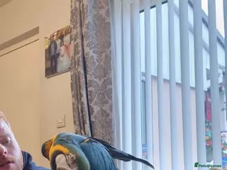 Parrots birds Blue gold macaw - Advert 1