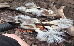 Mixed Breed rodents for sale: Beautiful Skunks for sale  - Image 1