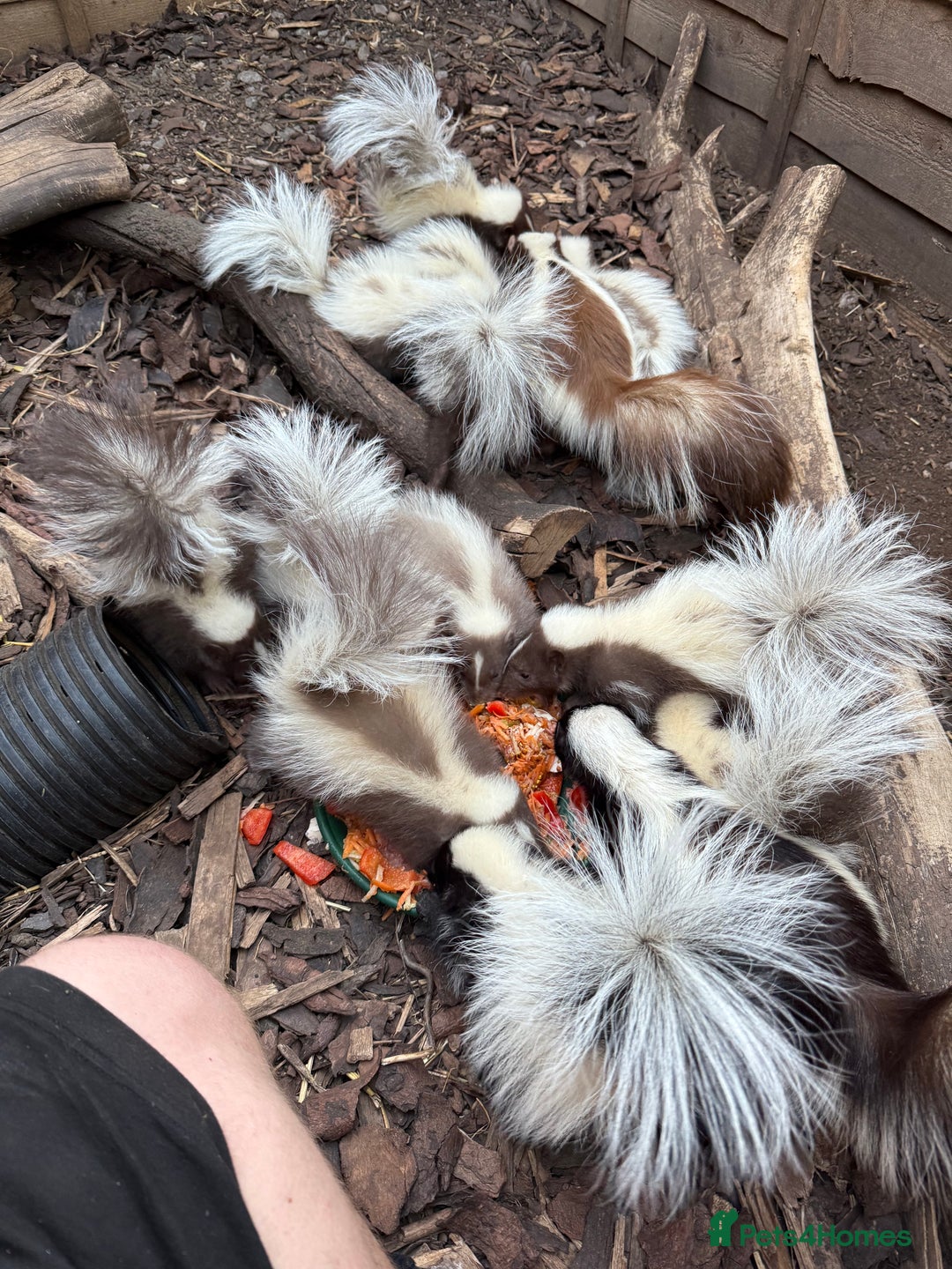 Mixed Breed rodents for sale: Beautiful Skunks for sale  - Image 1