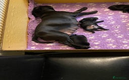 Staffordshire Bull Terrier dogs for sale: Stunning Males For Sale  - Image 6