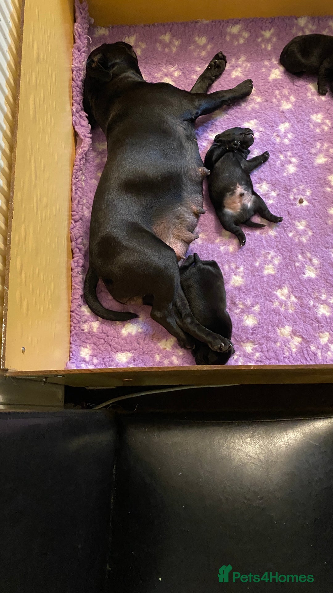 Staffordshire Bull Terrier dogs for sale: Stunning Males For Sale  - Image 6