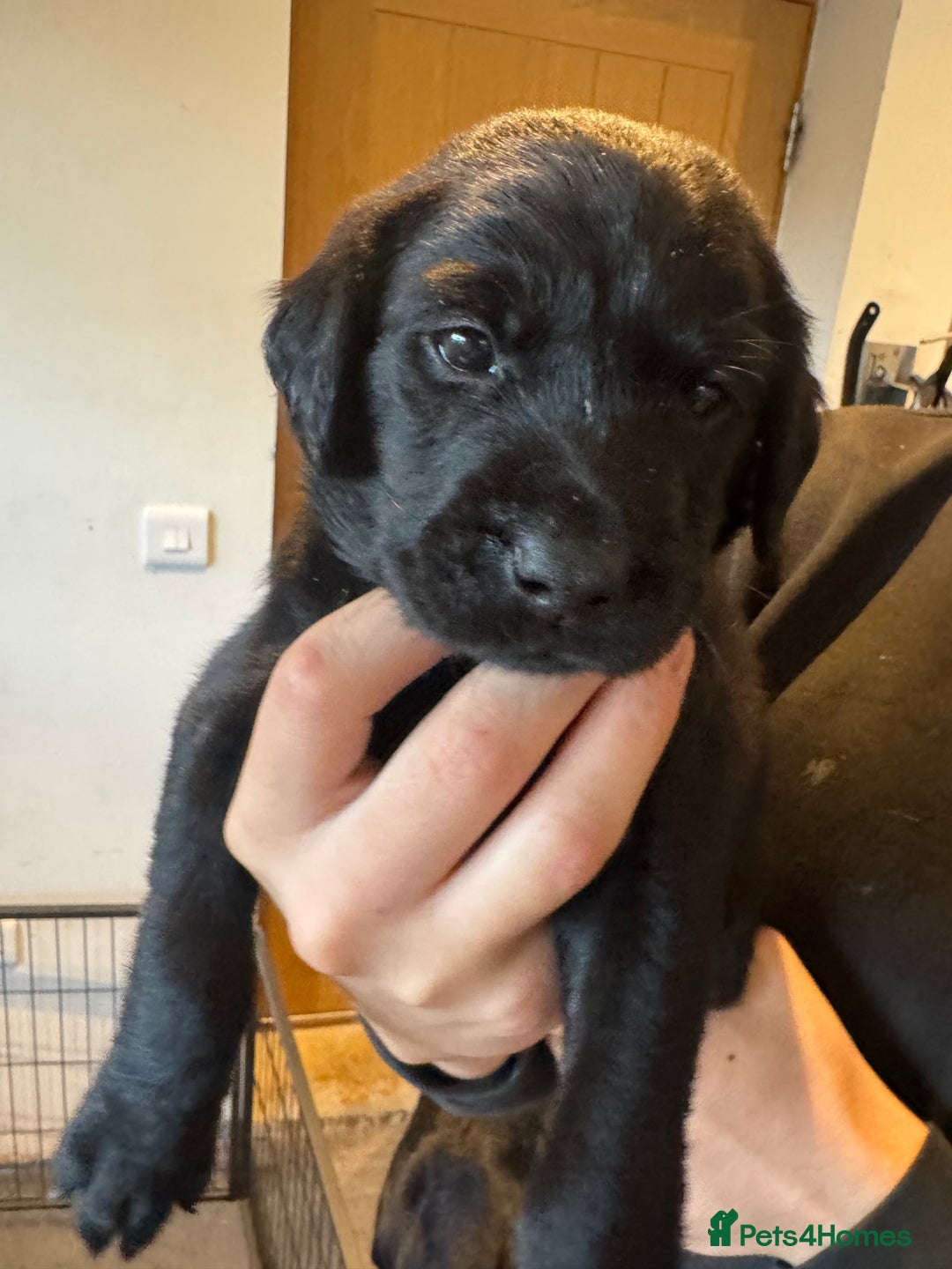 Springador dogs for sale: 4 Male Labrador available - Advert 13