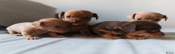 Chiweenie dogs for sale: Stunning Micro Chiweenie Litter - Smallest in UK - Advert 3