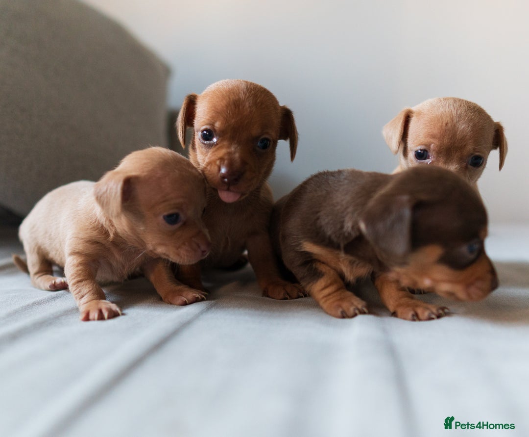 Chiweenie dogs for sale: Stunning Micro Chiweenie Litter - Smallest in UK - Advert 3
