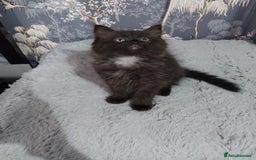 Ragdoll cats for sale: Ragdoll X Maine Coon  - Image 8