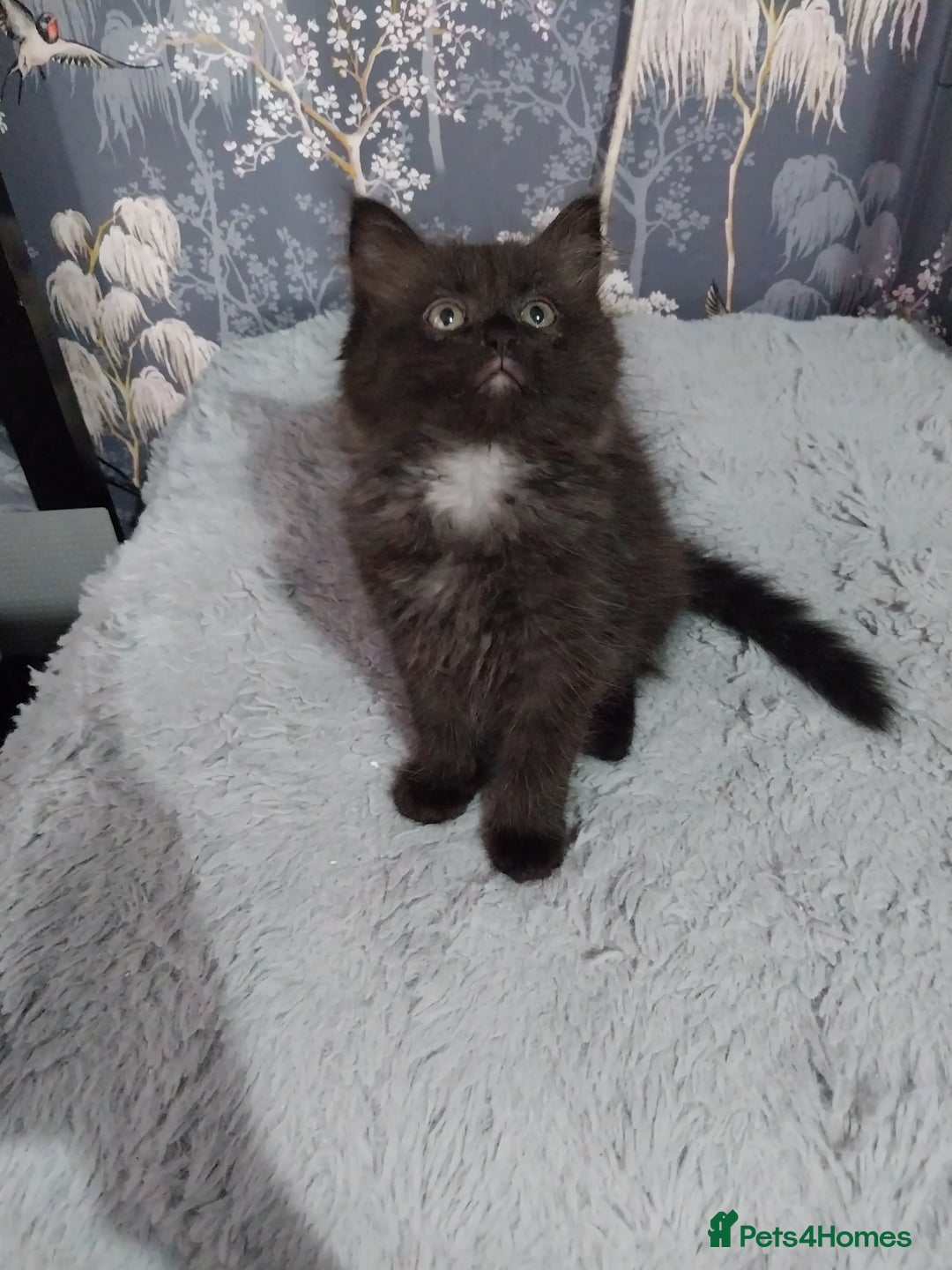 Ragdoll cats for sale: Ragdoll X Maine Coon  - Image 8