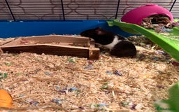 Hamster rodents for sale: Dark brown & white, female, Syrian Hamster - Image 4