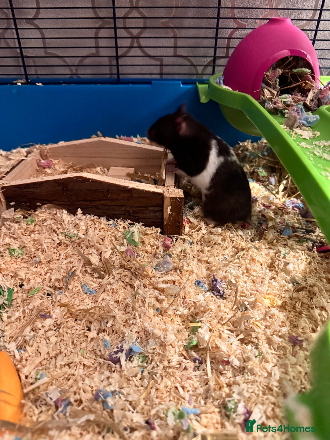 Hamster rodents for sale: Dark brown & white, female, Syrian Hamster - Image 4