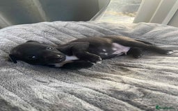 Mixed Breed dogs for sale: Woorier WhippetXTerrier  - Advert 9