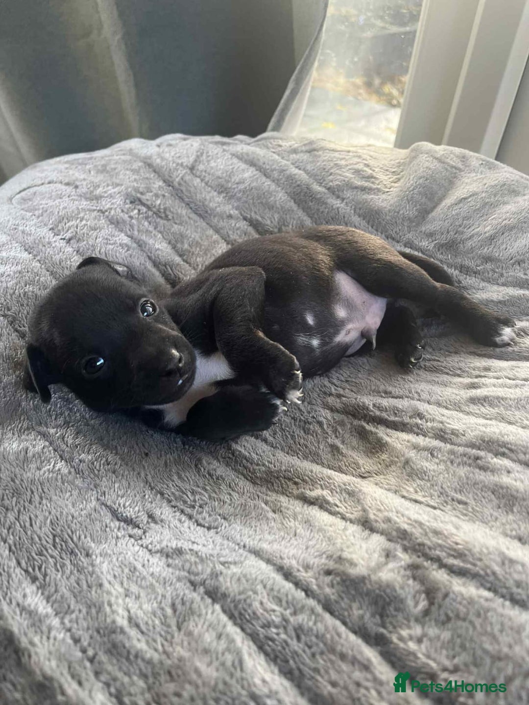 Mixed Breed dogs for sale: Woorier WhippetXTerrier  - Advert 9