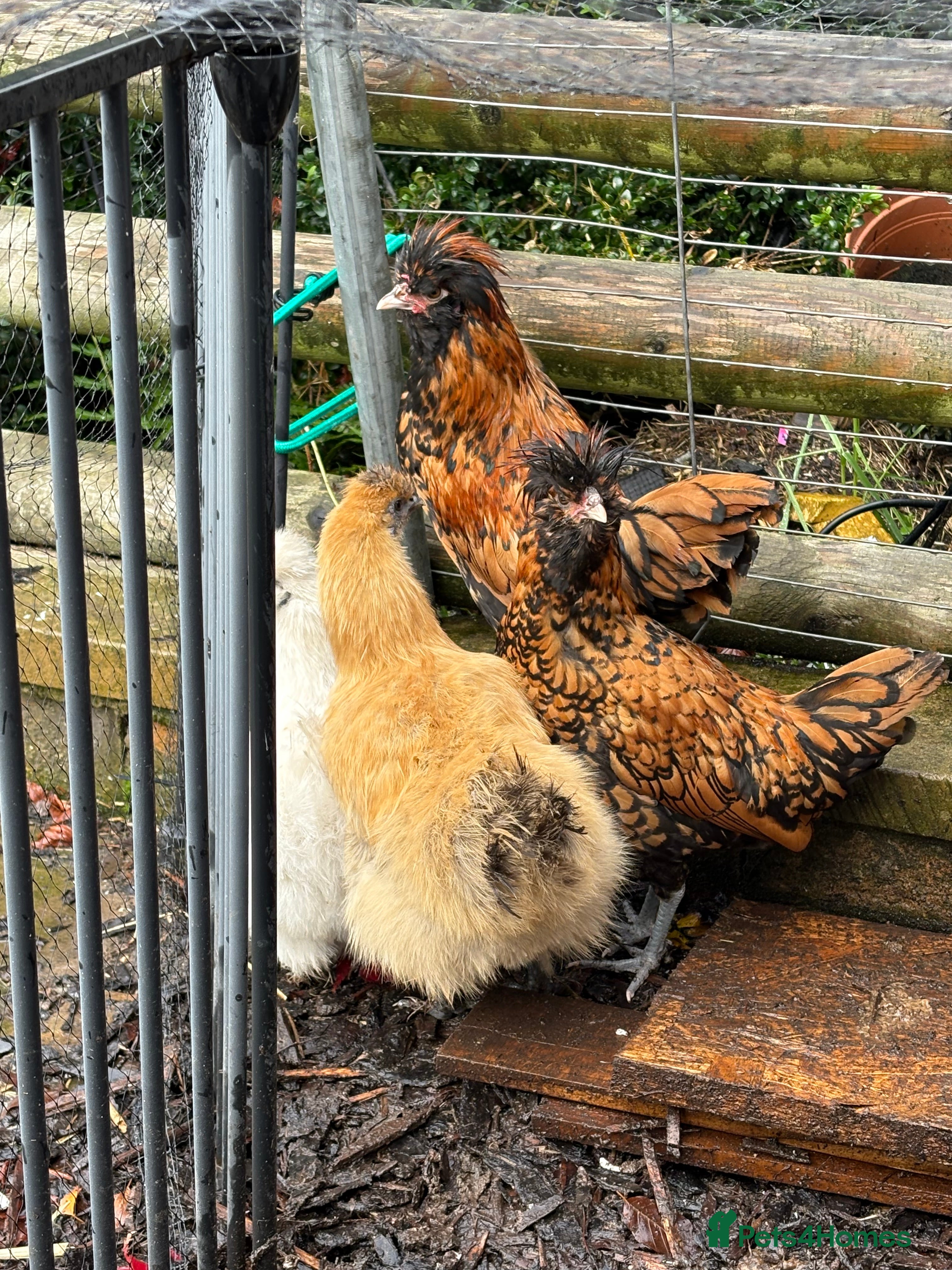 Chickens poultry Gold laced polish rooster  - Advert 3