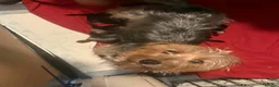Yorkshire Terrier dogs for sale: Yorkshire terrier puppies - Advert 5
