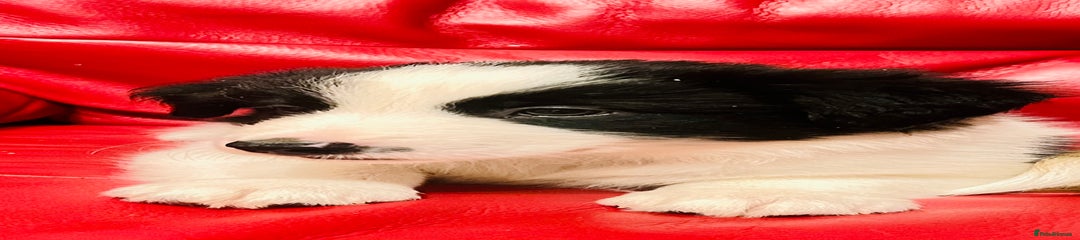 Border Collie Puppy 6