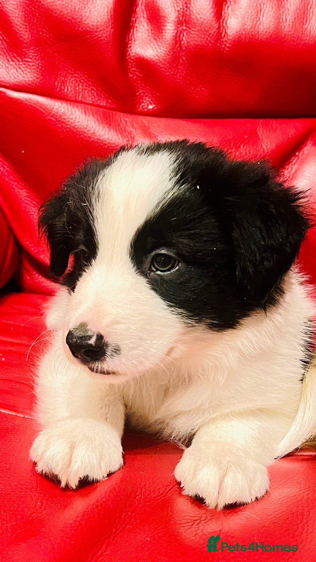 Border Collie dogs for sale: 🐾Ready to leave in 3 days🐾Border Collie🐾 - Image 8
