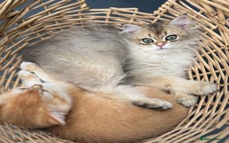 British Longhair cats for sale: Stunning boy - Image 3