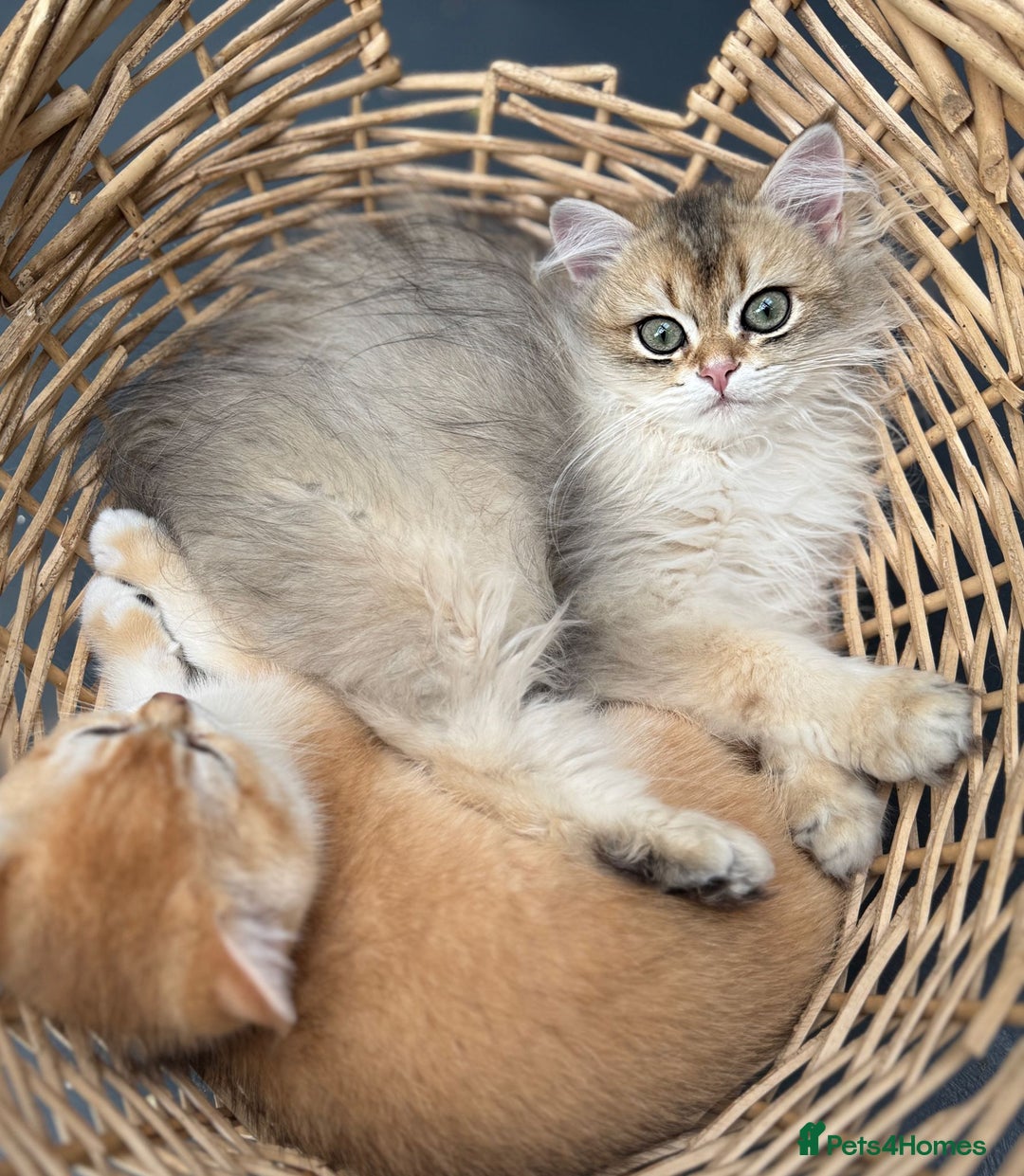 British Longhair cats for sale: Stunning boy - Image 3