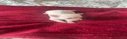 Chihuahua dogs for sale: Puppies for sale - Advert 3
