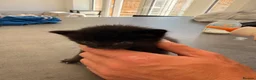 Mixed Breed cats for sale: Kittens  - Advert 5