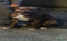 Lurcher dogs for sale: 3 male brindle Lurcher puppies for urgent sale - Advert 4